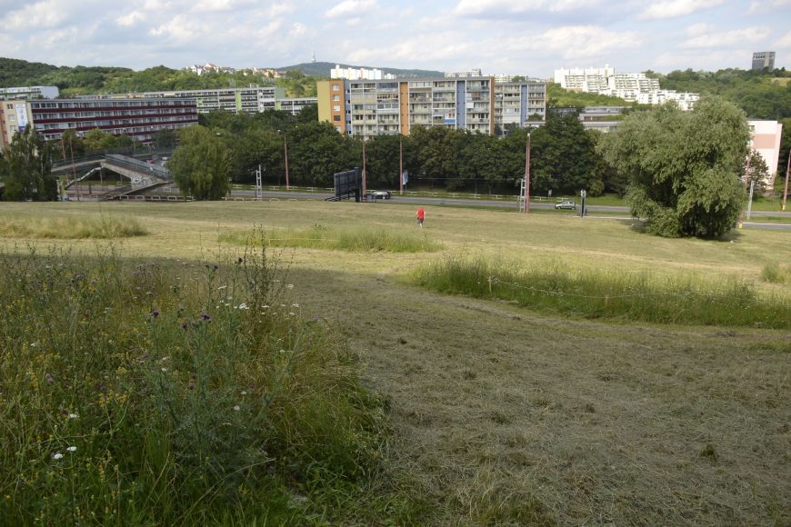 Nie celý trávnik musí byť pokosený. Príklad z Karlovej Vsi. FOTO - Živica