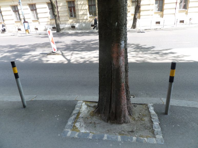 Problémom sú často zabetónované korene. FOTO - KH