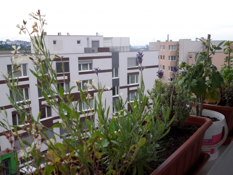 Paradajky, jahody, bylinky. Príklady rastlín, ktoré potešia aj vás aj včely. FOTO - Archív Živica