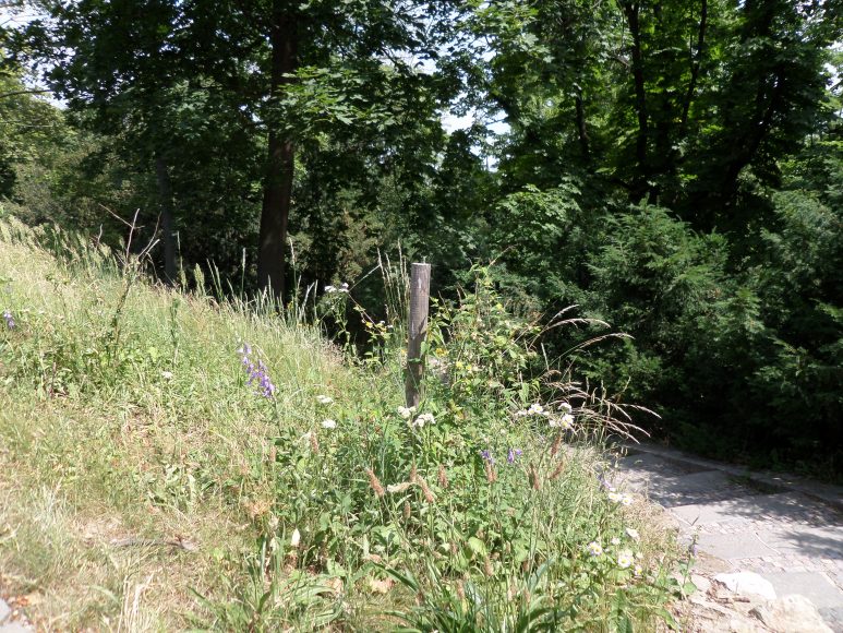 brno-zelen