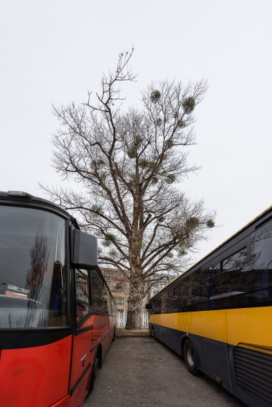material_basic_lavice_strom Autobusova stanica Mlynske Nivy_gps_48.147072, 17.130507_foto_Peter_Cintalan